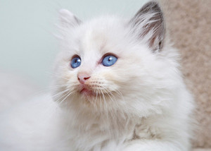  blue eyed kitties
