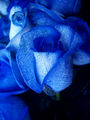 blue roses - greyswan618 photo
