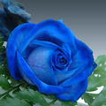 blue roses - greyswan618 photo