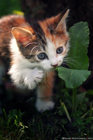 calico kittens