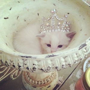  고양이 and crowns
