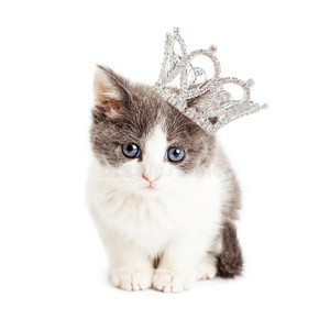  고양이 and crowns