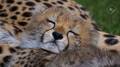 cheetah cat nap - greyswan618 photo