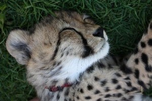  cheetah cat nap