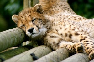  cheetah cat nap