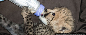  cheetah cub drinking from a bottle
