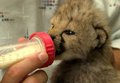 cheetah cub drinking from a bottle - greyswan618 photo