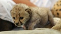 cheetah cubs  - cheetah photo