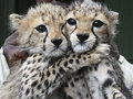 cheetah cubs hugging - greyswan618 photo