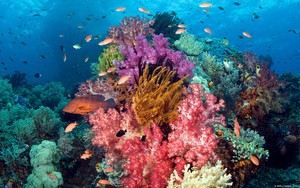  coral mwamba, reef karatasi la kupamba ukuta