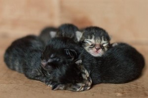  cozy kittens