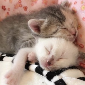 cozy kittens