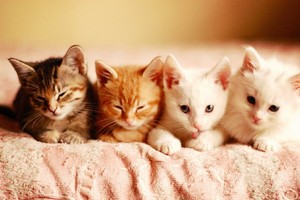  cozy gatitos