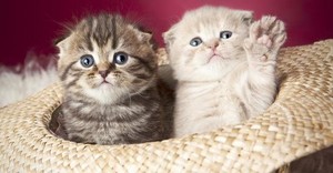 cozy little kittens