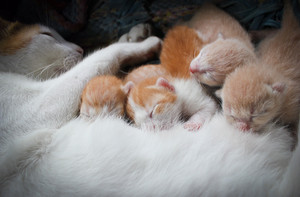 cozy little gattini