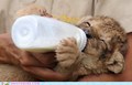cute animal cubs drinking - greyswan618 photo