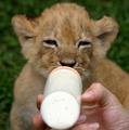 cute animal cubs drinking - greyswan618 photo