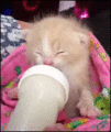 cute kittens drinking bottle - greyswan618 photo
