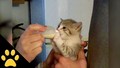 cute kittens drinking bottle - greyswan618 photo