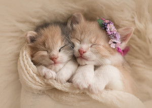 cute kittens enjoying a kitty nap