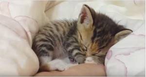  cute 고양이 enjoying a kitty nap