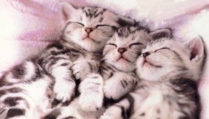  cute gatinhos enjoying a kitty nap