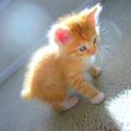 cute kittens - greyswan618 photo