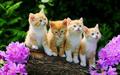 cute kittens - greyswan618 photo