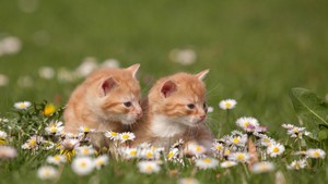  cute kittens
