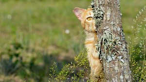  cute mèo con playing hide and seek