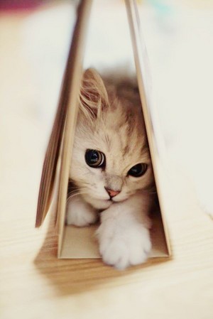 cute kittens playing hide and seek