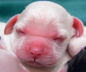  cute newborn tuta