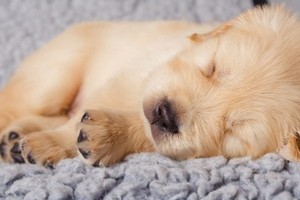  cute newborn cachorrinhos