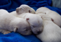 cute newborn puppies - greyswan618 photo
