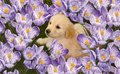 cute puppies - greyswan618 photo