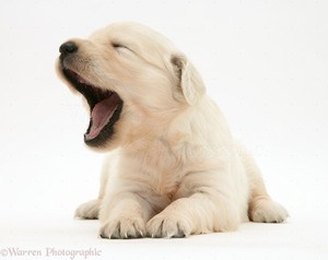  cute Welpen yawning