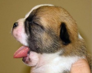  cute chó con yawning