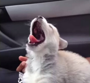  cute chiots yawning