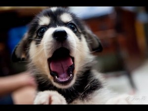 cute chó con yawning