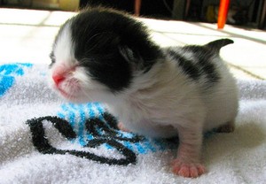 cute,tiny newborn kittens