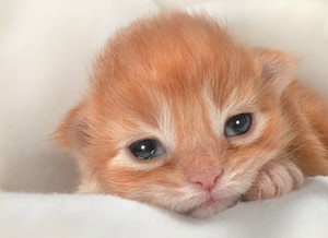  cute,tiny newborn Kätzchen