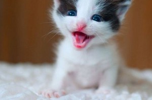  cutest 子猫 ever!!!!