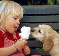 dogs eating ice cream - dogs photo