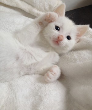  fluffy white 고양이