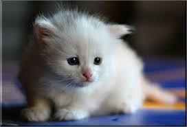  fluffy white gatinhos