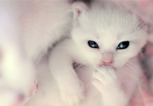  fluffy white gatinhos
