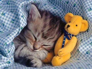  고양이 sleeping with a stuffed animal