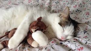  gatitos sleeping with a stuffed animal
