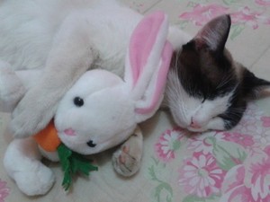  kittens sleeping with a stuffed animal