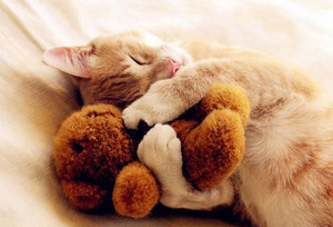  gatinhos sleeping with a stuffed animal